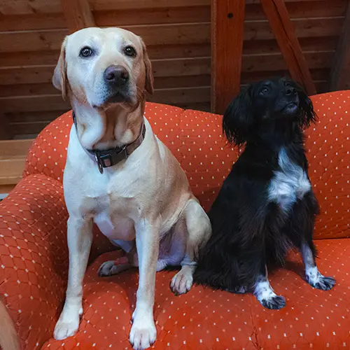 Neujahrs-Pizza-Party - Bild 2